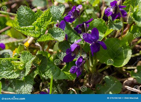 Wild Violets Viola Odorata Have Heart Shaped Leaves With Purple Blue