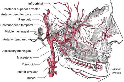 Maxillary Artery