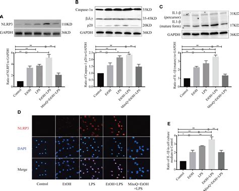 Frontiers Antioxidant Mitoquinone Ameliorates Etoh Lps Induced Lung