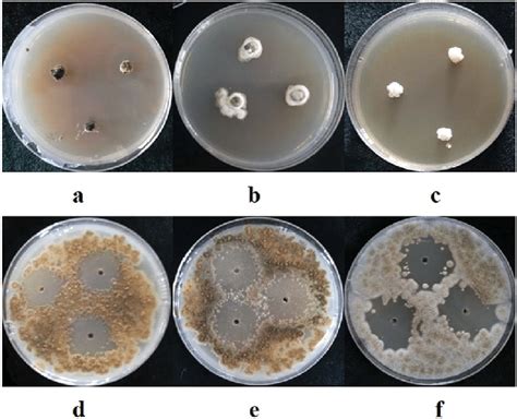 Antifungal activity of marine derived fungal extracts 10 0 mg mL À1