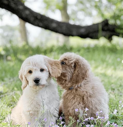 Temperament - Teddy Bear Golden Doodles