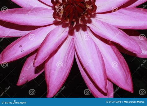 Exotic Hot Pink Water Lily Flower Macro Stock Photo Image Of Black Garden 246715790