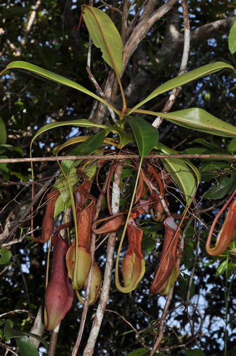 Nepenthes Alata Nepenthaceae Image At Phytoimages Siu Edu