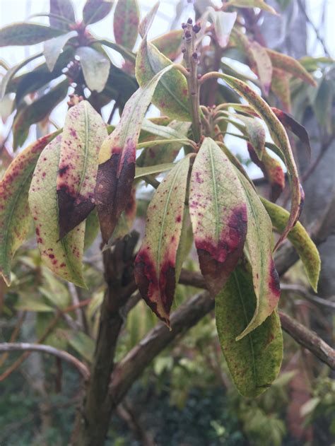 Identify Problem With Pieris Droopy Mottled Leaves Red Black Spots