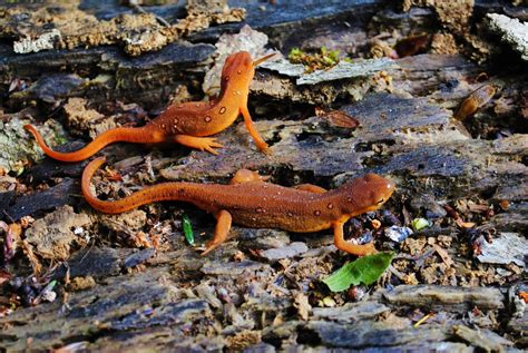 Newts Pictures on Animal Picture Society