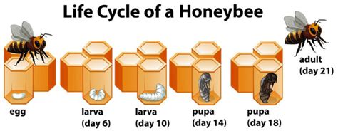 The Life Cycle Of Bees Infographic For Kids Best Farm Animals