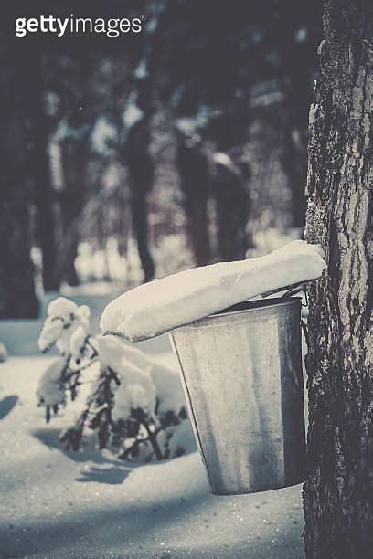 Buckets Collecting Sap To Produce Maple Syrup At Sugar Shack 이미지