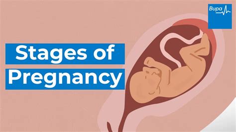 How Your Baby Develops Stages Of Pregnancy Bupa Health Youtube