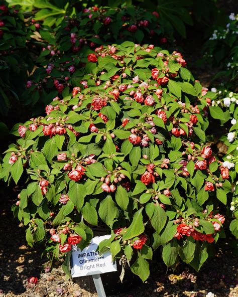 Impatiens Glimmer Bright Red Truck Crops Trial Garden