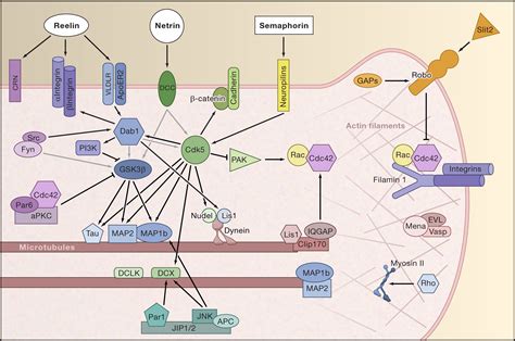 Trekking Across The Brain The Journey Of Neuronal Migration Cell