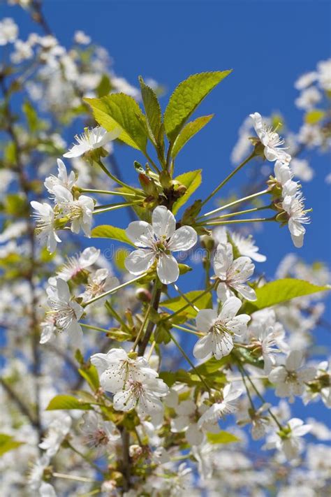 Cherry Tree Stock Image Image Of White Beautiful Spring 5139791