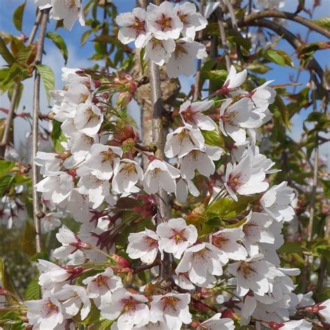 Prunus X Yedoensis Shidare Yoshino Yoshino Weeping Cherry Trees