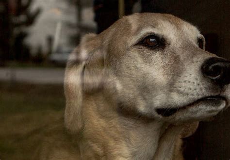 Se Ales Que Pueden Demostrar Que Tu Mascota Est Viendo Un Fantasma