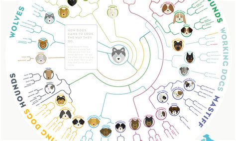 Dogs Evolution Infographic - Best Infographics