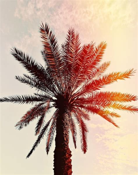 Una Palmera Con La Puesta De Sol Detr S De Ella Foto Premium