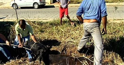 G Vaca Cai Em Buraco E D Trabalho Para Produtores Rurais No Es