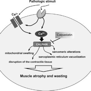 Schematic Representation Of The Calpain Mediated Muscle Atrophy And