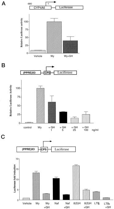 Cross Talk Between Janus Kinase Signal Transducer And Activator Of