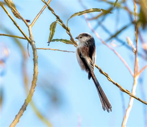 Staartmees Long Tailed Tit Aegithalos Caudatus Oostvaarder Greet