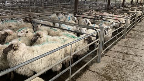 Sheep marts: Hogget prices top €180/head at some sales - Agriland.ie