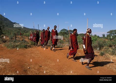 Maasai Warriors Approaching The Manyatta Longido Tanzania Stock Photo