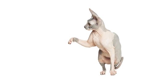 Premium Photo | Funny cat pet playing isolated on white background