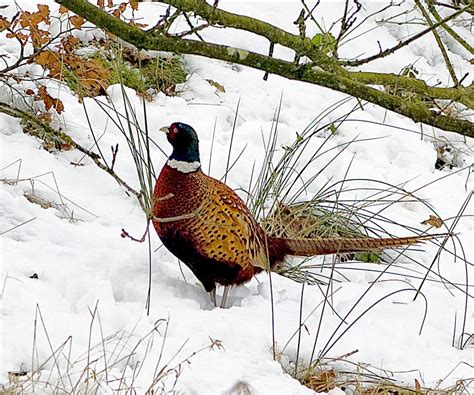 Pheasant In Snow By Gerrygentry Ephotozine