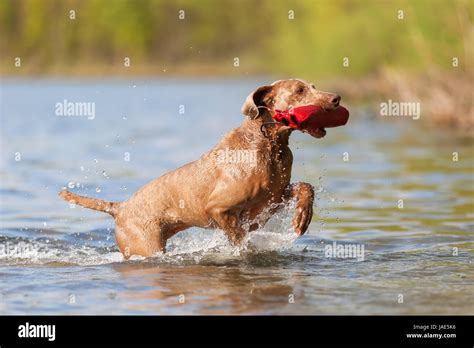 Braque de chien qui court dans un lac pour récupérer un sac de traiter