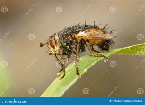 true fly stock photo image  true wildlife macro fauna