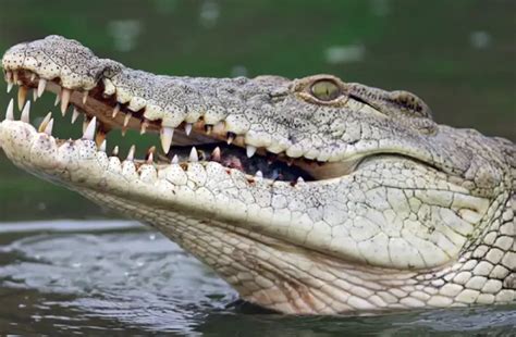 Crocodiles in Florida: Species Profile, Photos & Information - Natural ...