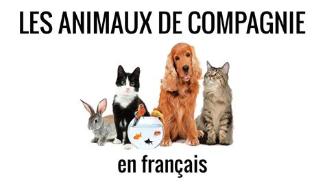 Les Animaux De Compagnie En Français Fle Vocabulaire 8 Youtube