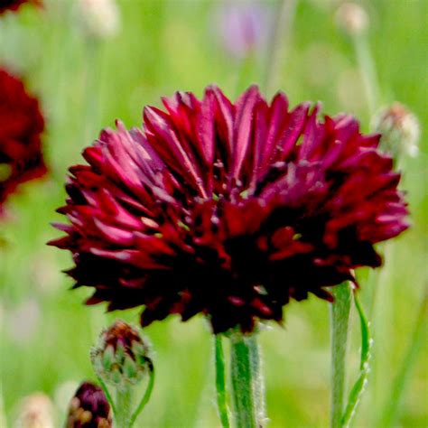 Buy Cornflower Black Ball Seeds Organic Gardening Catalogue