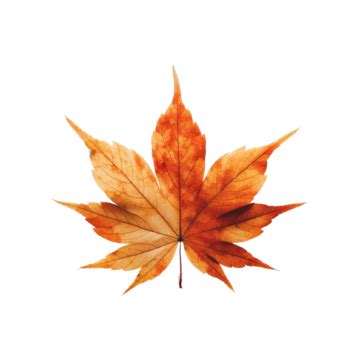 Maple Leaf Fall Maple Leaf Autum Maple Leaf Png Transparent Image