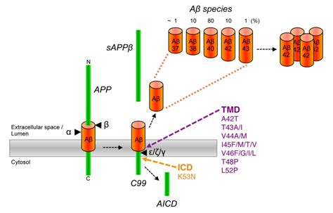 Making The Final Cut Pathogenic Amyloid Peptide Generation By