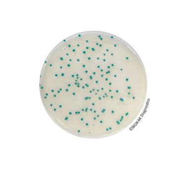 Chromogenic Cronobacter Isolation Agar Cci Innovation Diagnostics