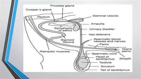 Male Reproductive System Of Cattle Ppt