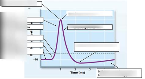 action potential Diagram | Quizlet 