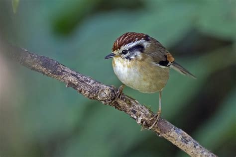 Myanmar Birding Tours Burma Birds Of Myanmar Birdquest