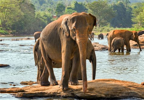 Sri Lanka Quando Andare E Cosa Vedere