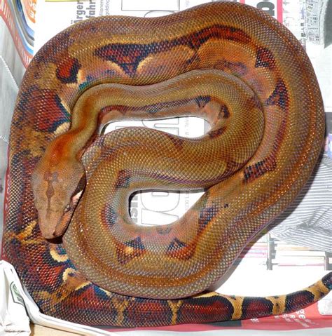 Boa c. imperator Firebellies | Stöckl - Die Nr.1 Boa constrictor Seite ...