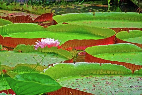 Giant Lily Pads In Botanical Garden Of Rio De Janeiro Brazil Photograph By Ruth Hager Pixels