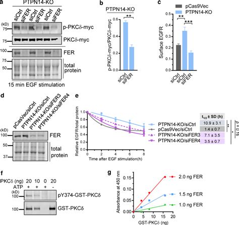 FER phosphorylates Y374 PKCδ to promote cell surface EGFR and EGFR