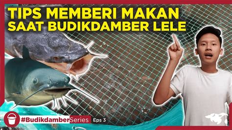 TIPS MEMBERI MAKAN IKAN LELE BUDIDAYA DALAM EMBER L BUDIKDAMBER SERIES