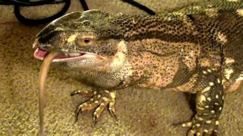 Blackthroat Monitor Lizard Eating A Xxl Rat Youtube