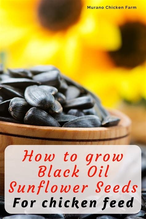 How To Grow Sunflowers For Chicken Feed Chicken Feed Chicken Treats Black Oil Sunflower Seeds