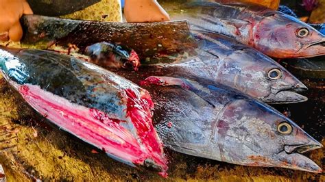 Huge Tuna Fish Cutting Skill Big Skipjack Tuna Fish Cutting Skill