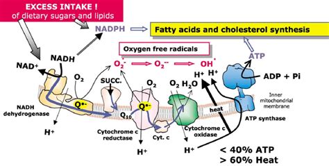 Sites Of Ros Production In The Mitochondrial Respiratory Chain Excess