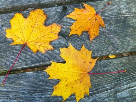 Autumn Leaves On Wood As Nature Background Stock Image Image Of