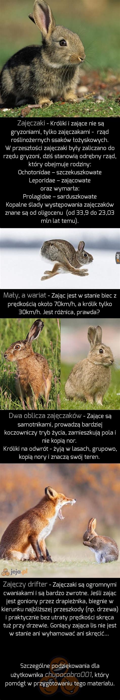 Ciekawostki O Zaj Czakach Jeja Pl