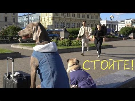 ОСКАР И ДЖОНИ СБЕЖАЛИ ОТ НАС В ПИТЕР😱 - YouTube